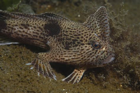 10 of the Most Unusual Fish Discovered in the Ocean.